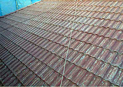 ���j�G���������h���̔����E�u���b�V���O����